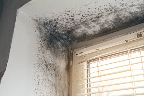 Affordable Attic Mold Remediation solutions in Douglas, AZ